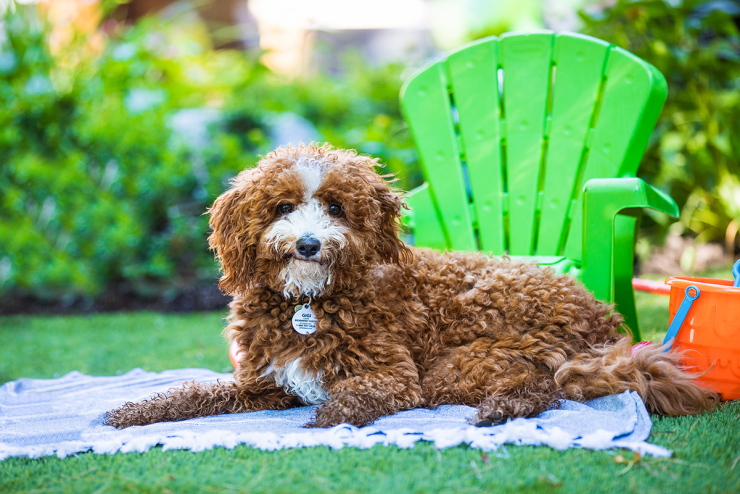 Benefits of Fake Grass for Pets