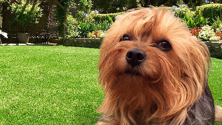 Learn about Artificial Grass for Pets & More